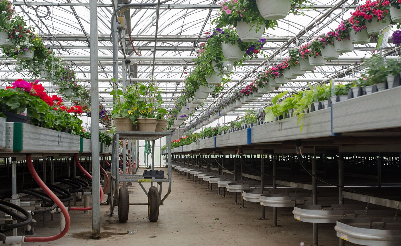 Serre maraîchère chauffée en culture de tomates